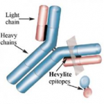 Binding site image